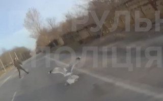 Під Києвом врятували птицю, яка бігала по дорозі, відео