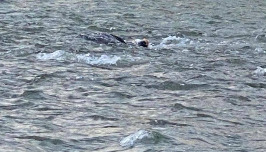Пытался переплыть реку: мужчина погиб из-за попытки нелегально попасть в Румынию