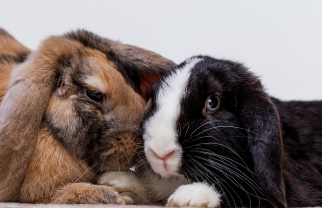 В Киеве преподавателя университета студенты обвиняют в издевательстве с животного на занятиях