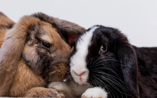 У Києві викладача університету студенти звинувачують у знущанні з тварини на заняттях