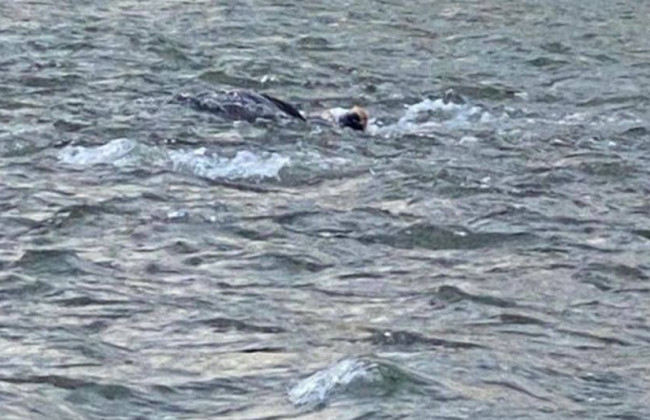 Намагався перепливти річку: чоловік загинув через спробу нелегально потрапити до Румунії