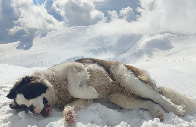 Красиво, але небезпечно: пес-рятувальник Віва попередила про лавинну небезпеку у Карпатах, фото