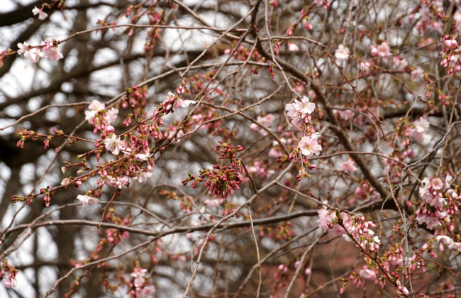 В Мукачеві зацвіла знаменита «шалена сакура», яку називають візитівкою міста: фото