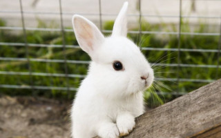 Знущання з тварин у столичному університеті: поліція розпочала кримінальне провадження