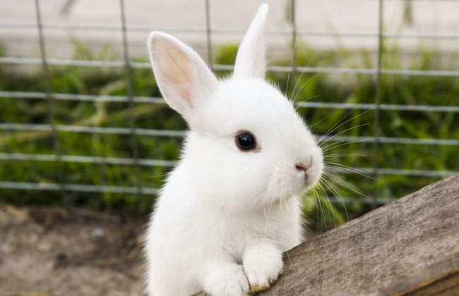 Знущання з тварин у столичному університеті: поліція розпочала кримінальне провадження