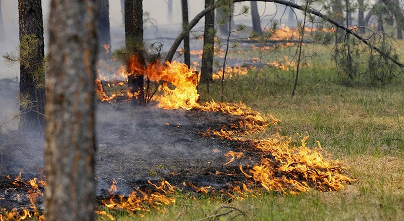 На Закарпатті заборонили розпалювати багаття у лісі