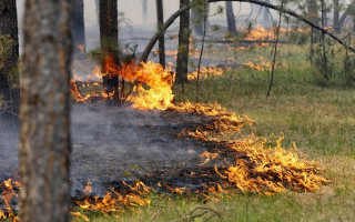 На Закарпатье запретили разжигать костры в лесу