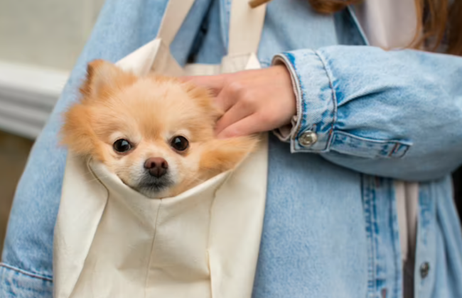 Несуществующие щенки по привлекательной цене и авто «Volkswagen Transporter»: на Житомирщине полиция объявила о подозрении «продавцу»