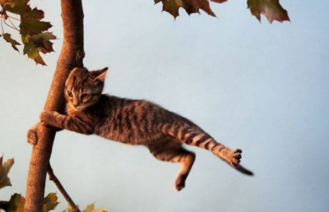 У Києві зафіксували рекорд максимальної швидкості вітру