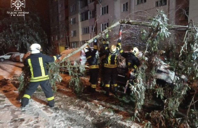 Дерево упало на авто: что делать, чтобы получить компенсацию