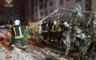 Дерево впало на авто: що робити, аби отримати компенсацію