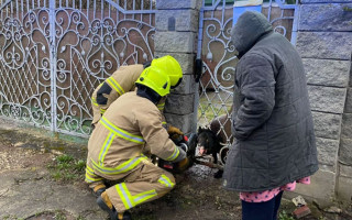 У Рівному рятувальники звільнили собаку з металевої «пастки», фото