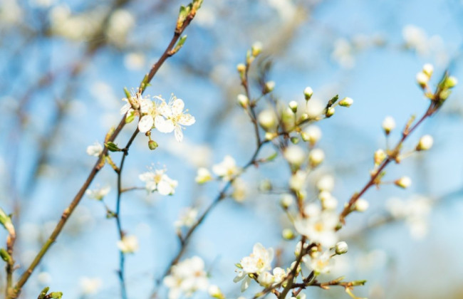 Какая будет погода в Украине в апреле: прогноз