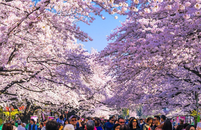 Сезон цветения сакуры в Японии в этом году может принести экономике $4,7 млрд