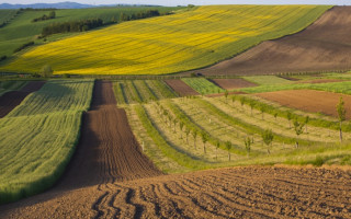 Суд в Тернопольской области конфисковал земельные участки, принадлежавшие гражданину рф