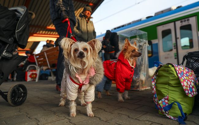 Польща змінила правила ввезення тварин: що необхідно знати українцям