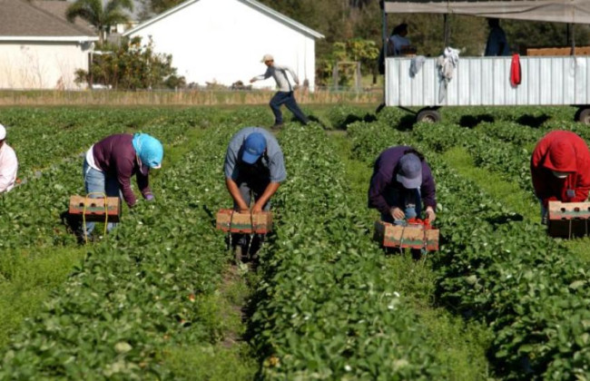 Украинцам напомнили нюансы заключения трудовых договоров с сезонными работниками