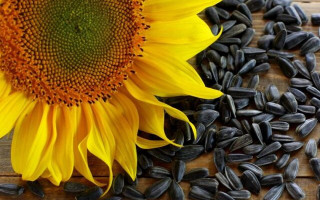 Растрата зерна подсолнечника на 3,2 млн грн: организатору преступления сообщили о подозрении