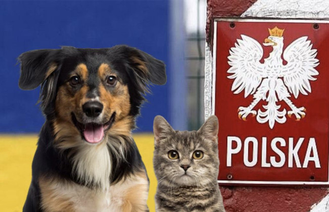 Польша изменила правила ввоза домашних животных из Украины