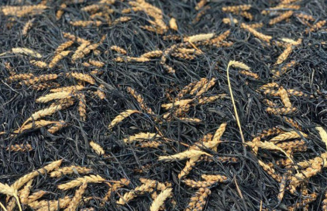 Фермеров освободят от уплаты налогов на загрязненные и заминированные земли