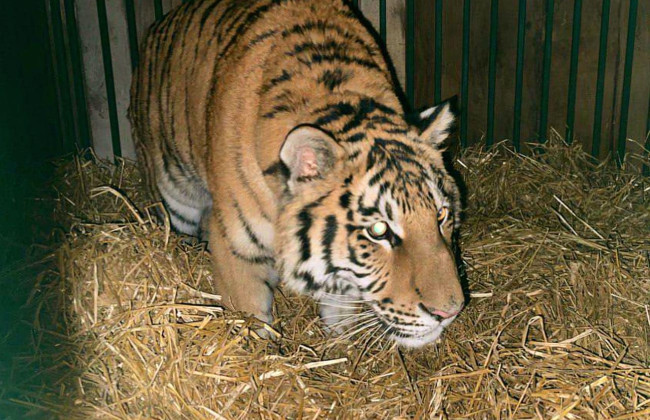 В Киевской области во дворе дома держали тигра: сейчас хищник в Центре спасения, фото
