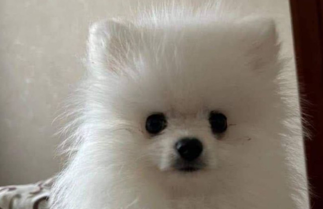 Смертельный груминг: в Киевской области щенок умер в салоне