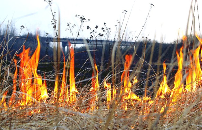 Какая юридическая ответственность за сожжение растений: разъяснение