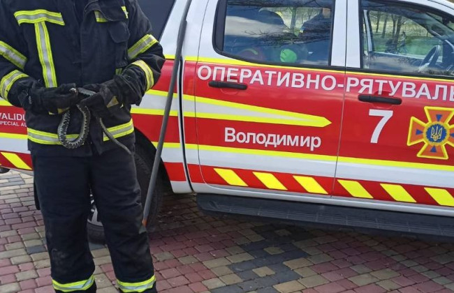 На Волині поблизу дитячого майданчику виявили змію, фото