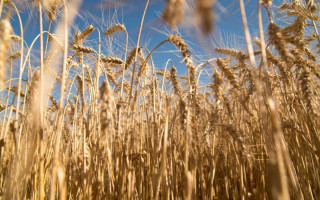 Словакия приостановит импорт зерна и других продуктов из Украины, — премьер
