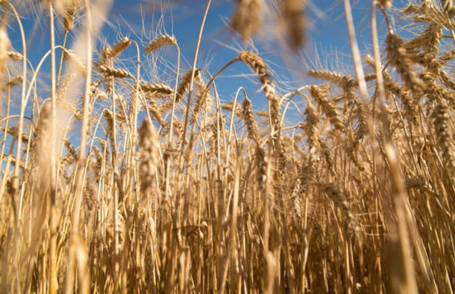 Словакия приостановит импорт зерна и других продуктов из Украины, — премьер