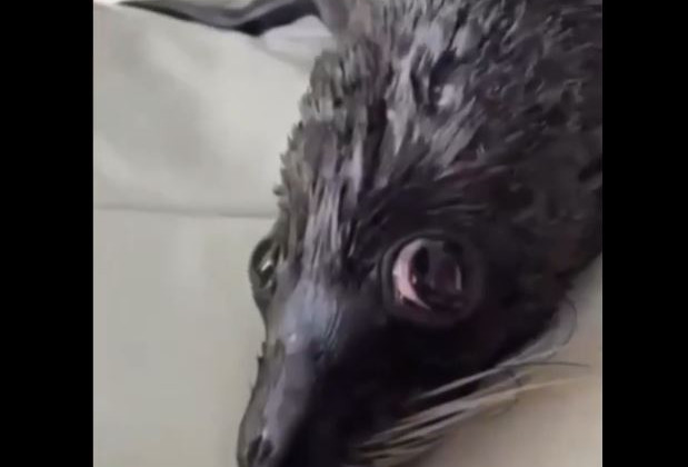 Одесский дельфинарий «Немо» попал в скандал из-за видео с морскими котиками в гостиничном номере