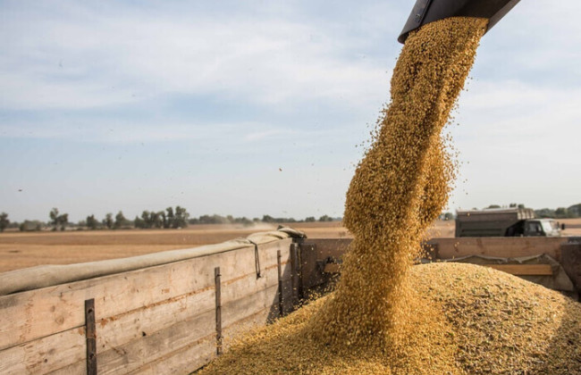 Румунія планує заборонити імпорт зерна з України