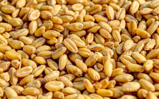 Польща розблокувала транзит української агропродукції своєю територією