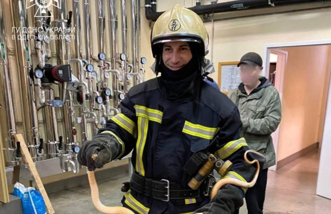 В Одесі в електрощитову місцевого підприємства залізла змія