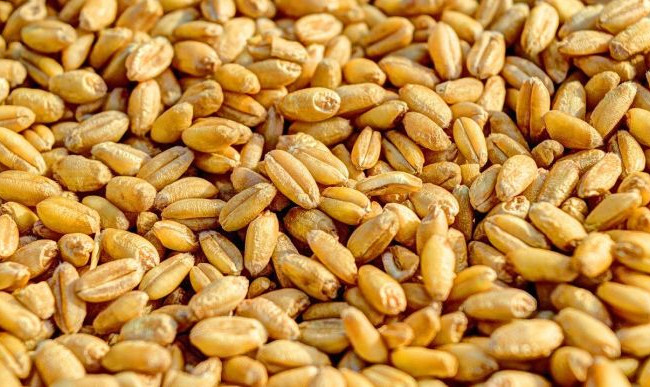 Польща розблокувала транзит української агропродукції своєю територією