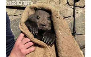 На Закарпатье спасли маленького медвежонка, фото