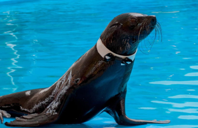 Поліція розпочала кримінальне провадження після відео із морськими котиками в готельному номері в Одесі