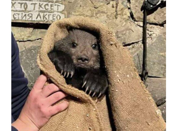 На Закарпатье спасли маленького медвежонка, фото