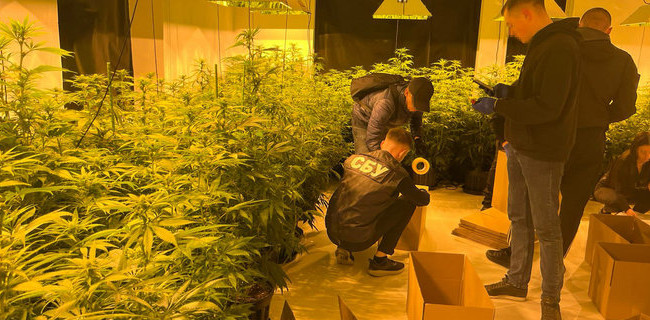 У Львові айтівець виростив 800 кущів коноплі: відео