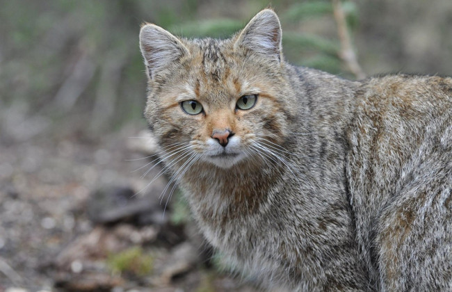 В Новой Зеландии отменили детский конкурс по убийству диких кошек