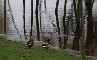 Який рівень забрудненості повітря у Києві станом на ранок 21 квітня