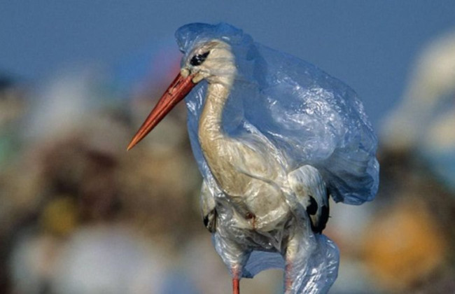 Ученые встревожены: новое массовое вымирание уже запущено, и оно страшнее, чем все думали