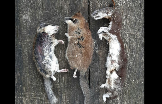 В Ичнянском национальном природном парке после вспышки африканской чумы свиней активисты зафиксировали других погибших животных