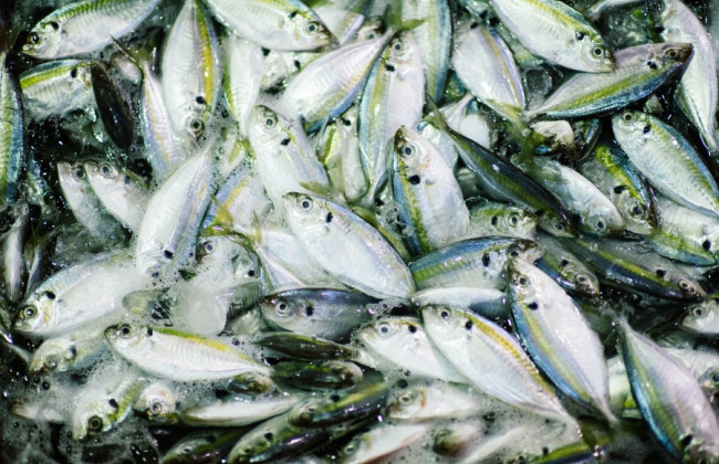 Зеленский подписал «рыбный» закон: какие новации предусмотрены