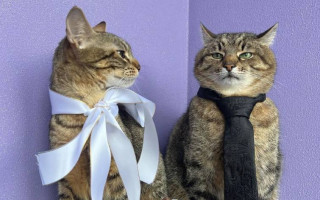 Харьковский кот Степан женился: его избранницей стала кошка Стефания, фото