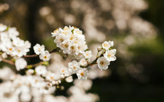 Праздники в мае: какие события и знаменные даты будет отмечать в следующем месяце