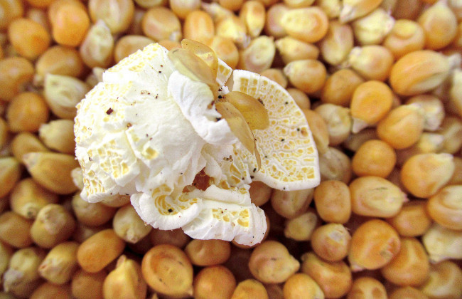 На ринок України могла потрапити небезпечна кукурудза для попкорну