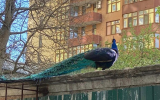 Гарні та гучно співають: у Києві помітили екзотичних птахів, фото