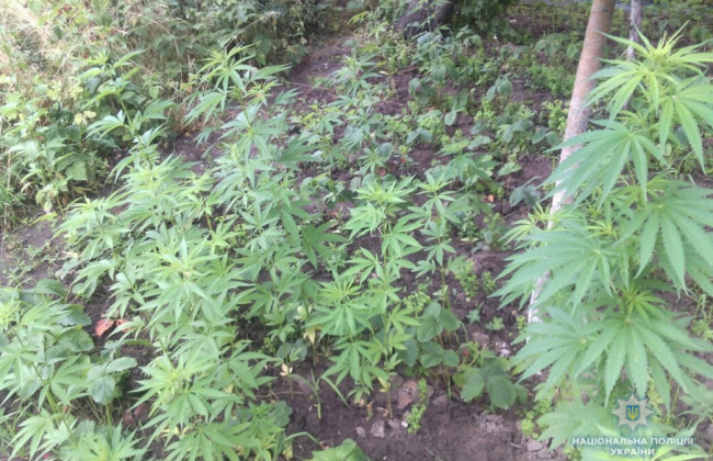 Выращивал коноплю на собственном огороде, изготовлял каннабис и сбывал наркозависимым: на Житомирщине осудили местного «дельца»
