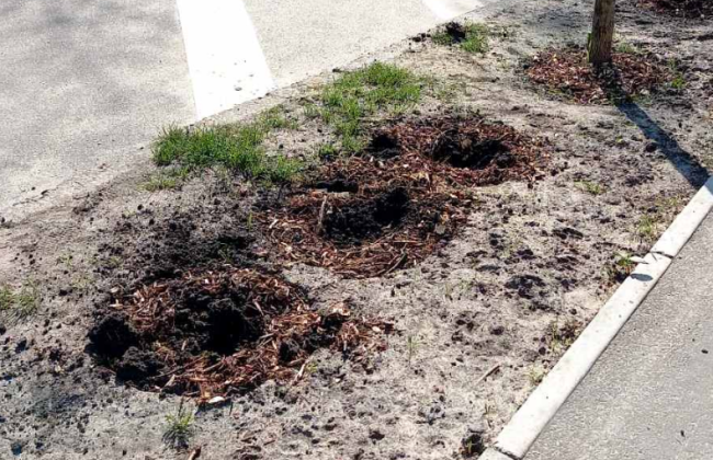 Из киевских парков и скверов массово исчезают растения: в Киевзеленстрое жалуются, что только из одного из скверов за последний месяц выкопали 7 деревьев